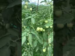 How to farm tomatoes #tomato #farming #tomatoes