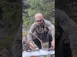 Massive 3 point mule deer Shed #mountains #shedhunting #muledeer #outdoors