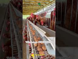 START LIFE WITH THIS POULTRY SETUP