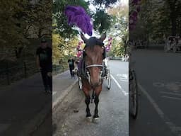 Horses of New York City #horsesnewyork #newyork