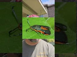 They're Out Everyone, Squash Vine Borer Moth🤬🤬 || DHBG