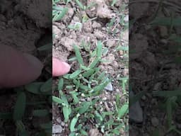 My Orache “Goose foot” Spinach Seedlings #wildplants #wildedibles