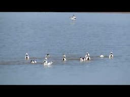 Avocets upending and feeding at WWT Steart Marshes