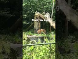 #tigerspotted #tiger #singapore #singaporezoo #mandai #animals #zoo #worldsbest #nature #wildlife