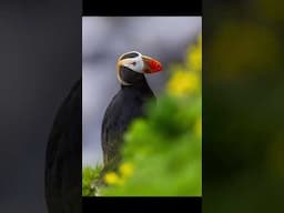 Photographing beautiful Tufted Puffins on a seaside cliff. #puffins #birds #birdphotography #nature