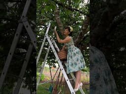 Springtime In France Means Cherry Picking 🍒