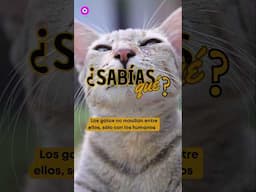 Los gatos maúllan solo para ti