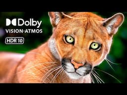 UNBELIEVABLE 8K 120fps HDR Video - Dolby Vision (8K / 4K TV)