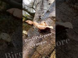 Birch Polypore Fungus #woodlandwalk