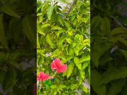 #ছাদবাগান #জবা #chinarose