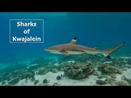Sharks Of Kwajalein