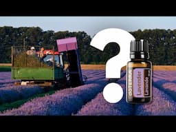 Where Your doTERRA Lavender Essential Oil Really Comes From