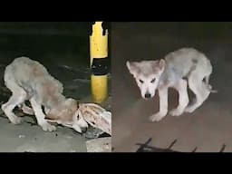 Skinny stray dog cavenging in brick crack at midnight,a woman found it‘s a treasure after took home