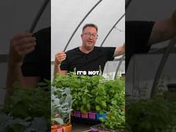 The Problem With Store-Bought Transplants