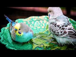 Budgie Aviary Makeover: Springtime Transformation!