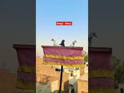 shook#pigeons_corner #love #song #live #punjabimusic #punjabisong #babbumaan #pigeons_corner #pigeo