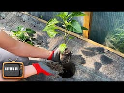 Add this to the hole when planting pepper seedlings and get a harvest of large peppers
