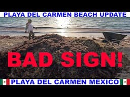 PLAYA  DEL CARMEN MEXICO BEACH AND SEAWEED UPDATE - SEAWEED IS HERE - MAJOR BEACH EROSION