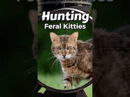Feral Kitty Pest Control