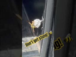 Wasp Building Nest In Our Mailbox! #homerepair #diy #milwaukee #tools