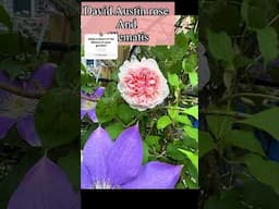 First spring blooms in garden from early May! #springblooms, #flowergarden, #cottagestylegarden,