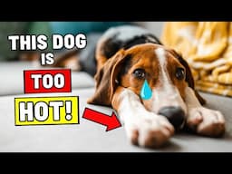 If Your Dog Does This, They're Overheating – And It's Dangerous