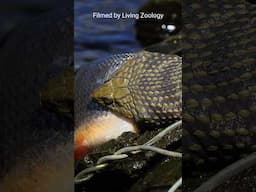 Dice snakes eat very large fish