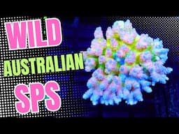 Unboxing Wild Aussie SPS!