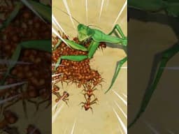 Ants Vs Mantis!