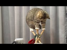 Funniest Videos Animals 🐧 - Best Of The 2024 Funny Animal Videos 😁 P2