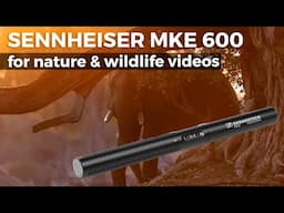 The Sennheiser MKE 600 for nature & wildlife video