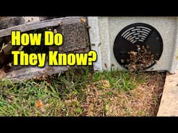 Watch This Swarm Obey Their Queen – Nature’s Mind-Blowing Moment!