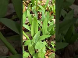 WILD about Leeks! #ramps #wildleeks
