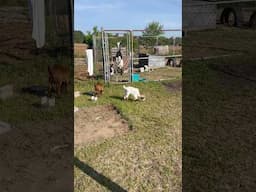 Homestead morning before church and naughty goats #homesteading #slowliving #goats