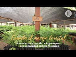 Cuando el manejo forestal se convierte en una vía de ingreso para una comunidad Emberá Wounaan