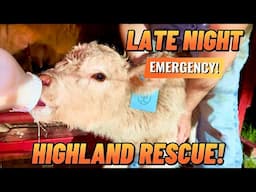 We Saved a Baby HIGHLAND Calf and Brought It Home!