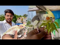 Most important tips for cockatiel breeding |Cockatiel breeding information |