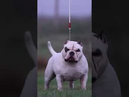 KINGDOM 1 BULLYFAM AMERICAN BULLY