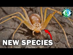 No One Has Ever Filmed This Deadly Spider