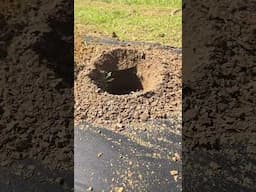 haskap weird soil #farmlifebestlife #garden #fruitplant