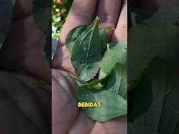 Como Utilizar Las Hojas De STEVIA para endulzar bebidas. 🌿#shorts #short #salud #health