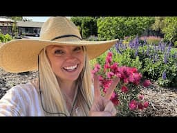 April Blooming Garden 2.0! Harvesting Sweet Peas, Sowing Zinnias & Adding the COOLEST Bottlebrush!