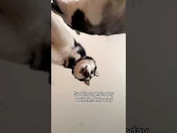 Entertaining myself Filming My Dogs