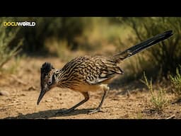 Miracles Of Nature Episode 9 I Why Is The Roadrunner Such A Magical Creature?