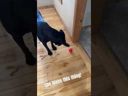 Some dog toy tech! #doglover #shorts