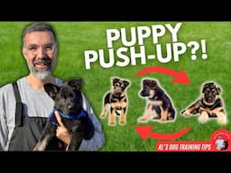 3 MUST KNOW Puppy Tricks for Beginners! | Al’s Dog Training Tips