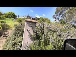 Using rosemary to attract bees to your avocado flowers