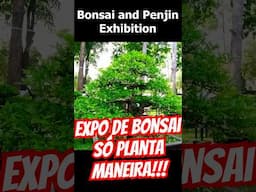 Exposição de Bonsai no Vietnã - (Bonsais Médios) #shorts