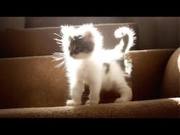 Kittens using 100% cuteness are breaking the Internet