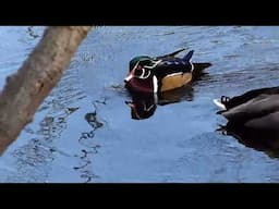 woodduck & woodpecker with Panasonic fz200